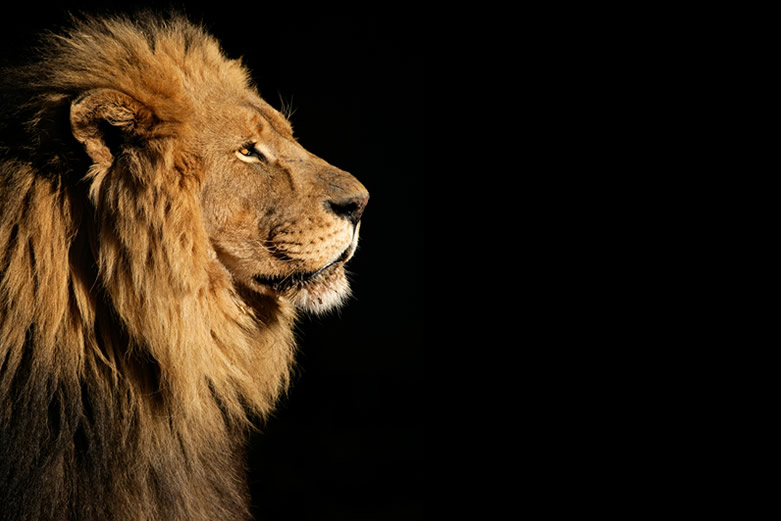 73598008-How-the-death-of-Cecil-the-Lion-teaches-and-heals-us-jane-kennard-circles-within-circles-781x521