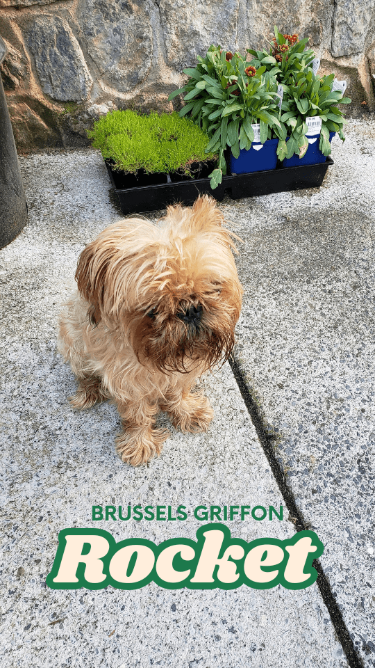 Little Snoring Dog Is A Guide In A Physical Form