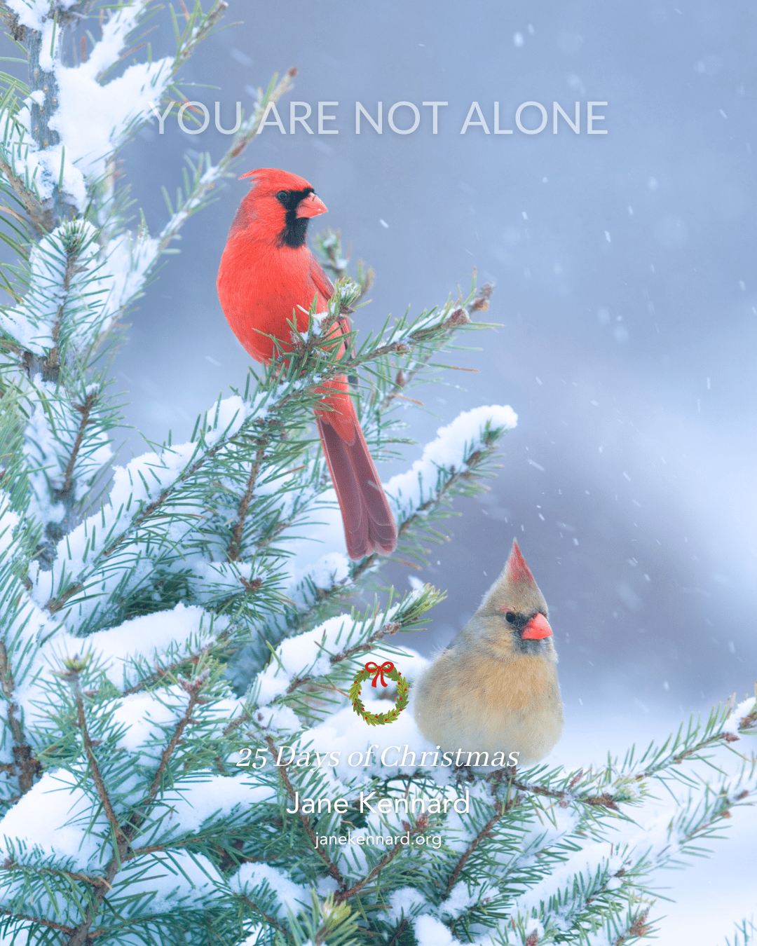 feed-the-birds-and-your-spirit-25-Days-Of-Christmas-with-Jane-Kennard